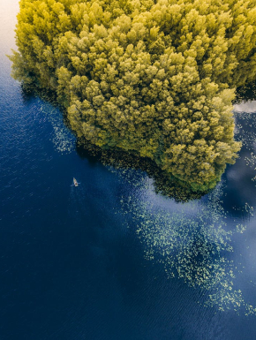 afbeelding van Bomen In De Buurt Van Waterlichaam